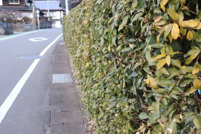 庭木の剪定作業