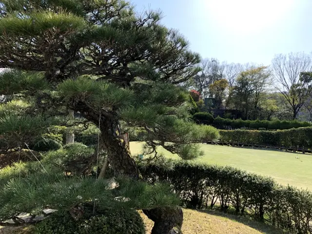 松の剪定実績