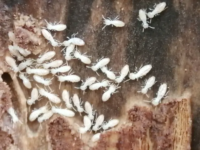 切り株に発生するシロアリ