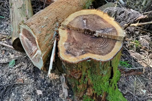 切り株の枯殺処理