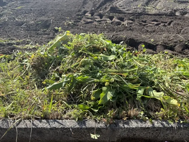 ツタ・つる草の除去