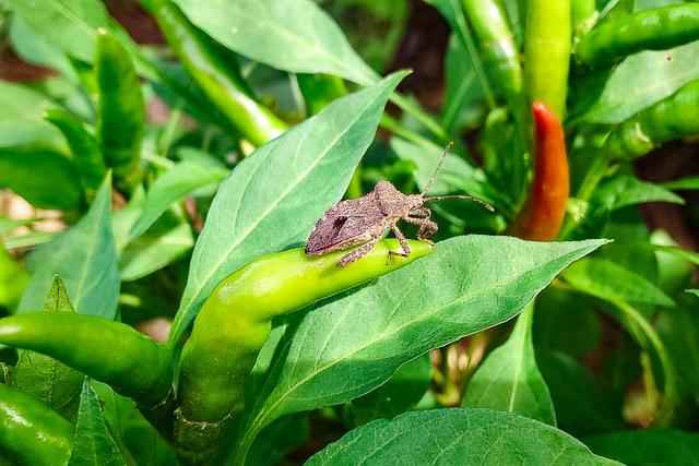 消毒・ゴミ処分も一括対応