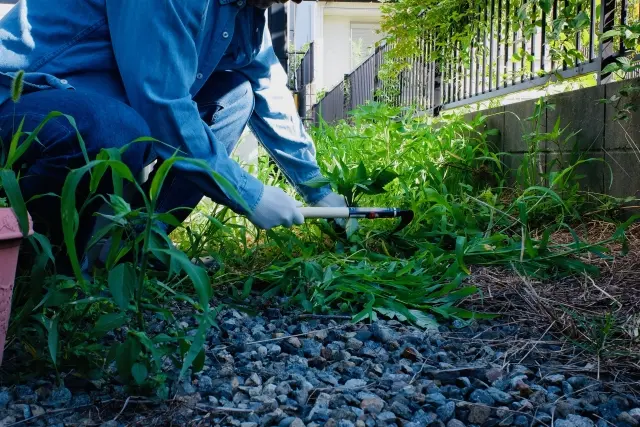 手作業の草むしり