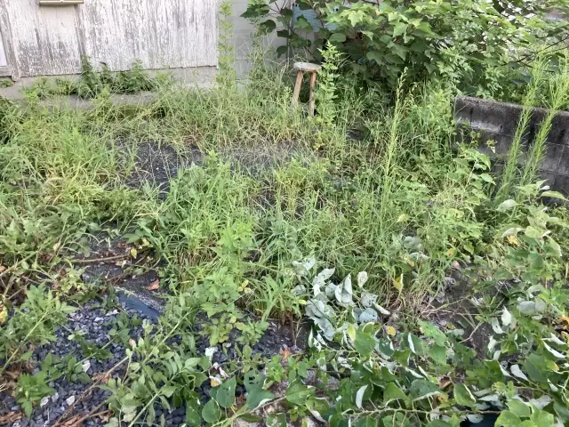 お庭の草むしりと芝刈り実績