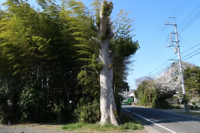 高木・大木の伐採