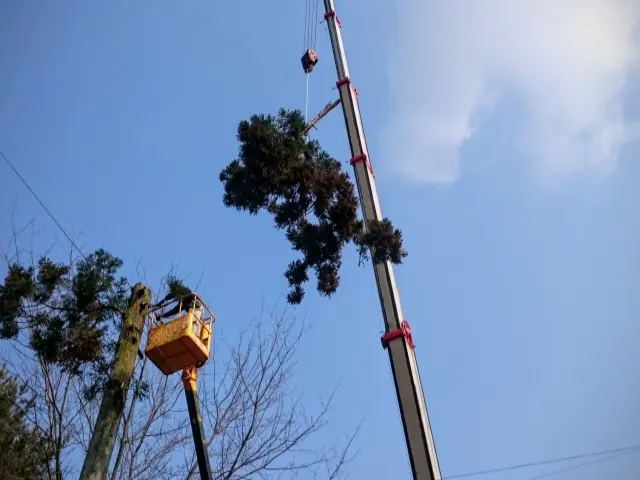 特殊伐採・高所作業